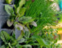 Urban Garden Greenwall Gemüsse Pflanzenwand