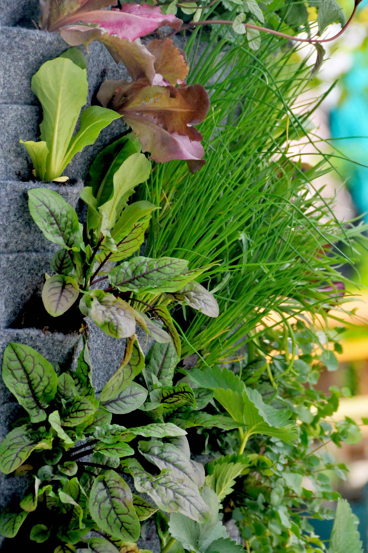 Urban Garden der Weg zum eigenen Garten an der Wand